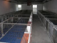Замена подова за свиње / Zamena podova za svinje