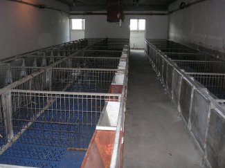 Замена подова за свиње / Zamena podova za svinje