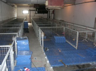 Замена подова за свиње / Zamena podova za svinje
